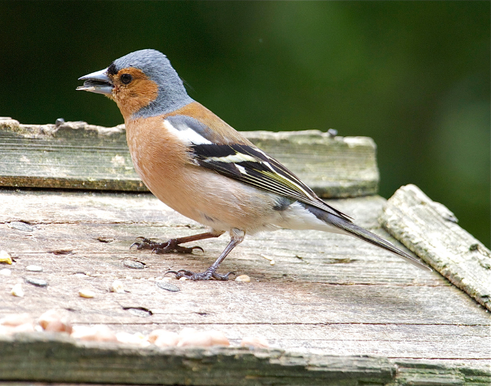 Chaffinch-bird-garden.webp close up of a Chaffinch on wood