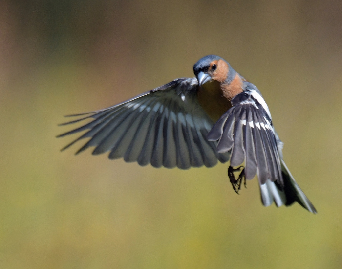 Chaffinch bird flying close up