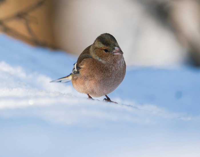 Chaffinch-flying-6.webp a male Chaffinch standing on the ground in winter