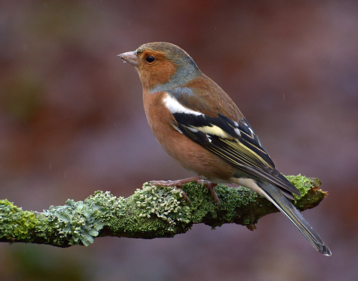 Chaffinch-standing-on-a-tree.webp Chaffinch standing in a tree branch