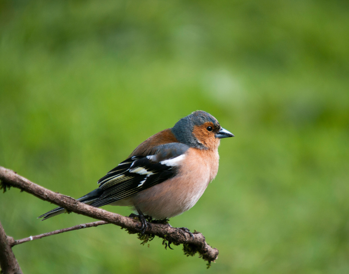 Chaffinch-wild.webp Chaffinch on a tree branch