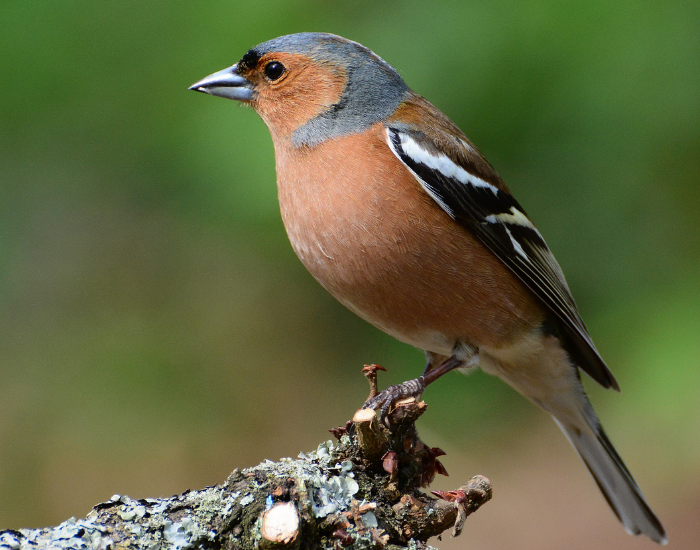 Chaffinch.webp close up of a Chaffinch