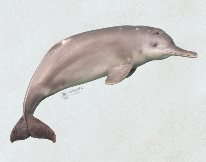 Chinese-River-Dolphin.webp Chinese River Dolphin illustration