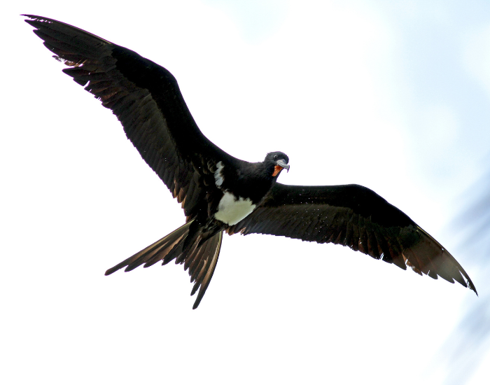 Christmas-Frigatebird-Fregata-andrewsi-.webp Christmas Frigatebird (Fregata andrewsi) flying