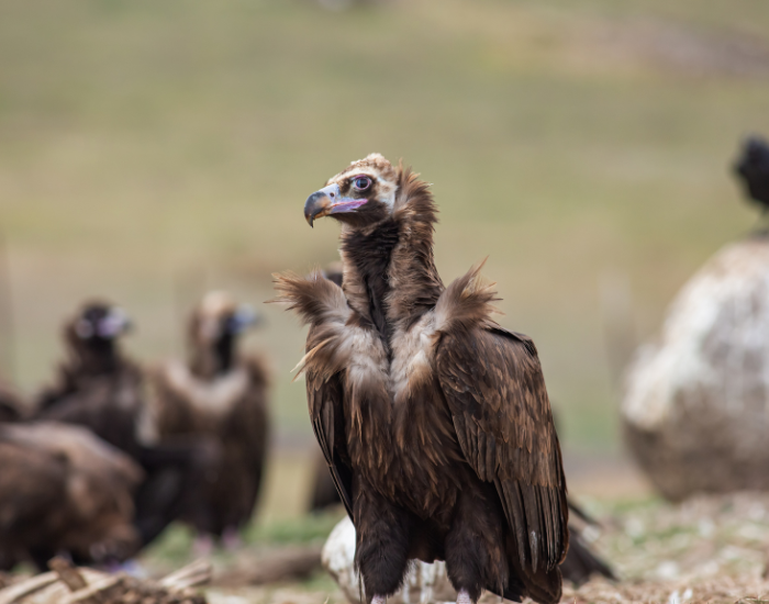 Cinereous Vulture in the wild with other vultures on the background