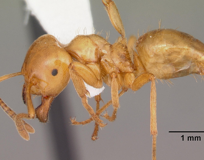 close up of a Citronella Ant