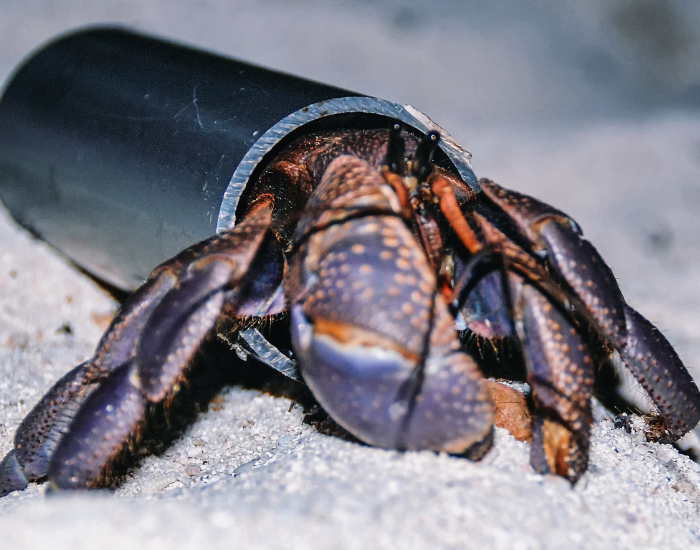 Coconut-Crab-Birgus-latro.webp a Coconut Crab close up