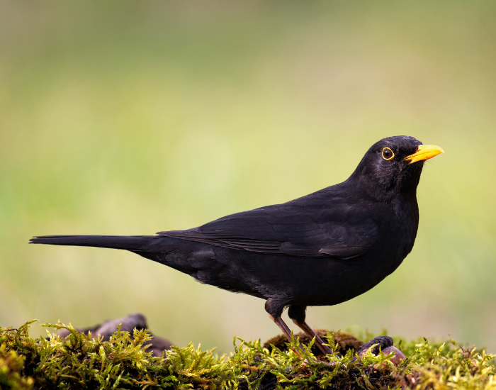 Common-Blackbird-Turdus-merula.webp close up o a common black bird in its habitat
