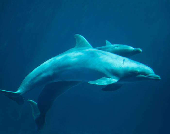 two bottlenose dolphins