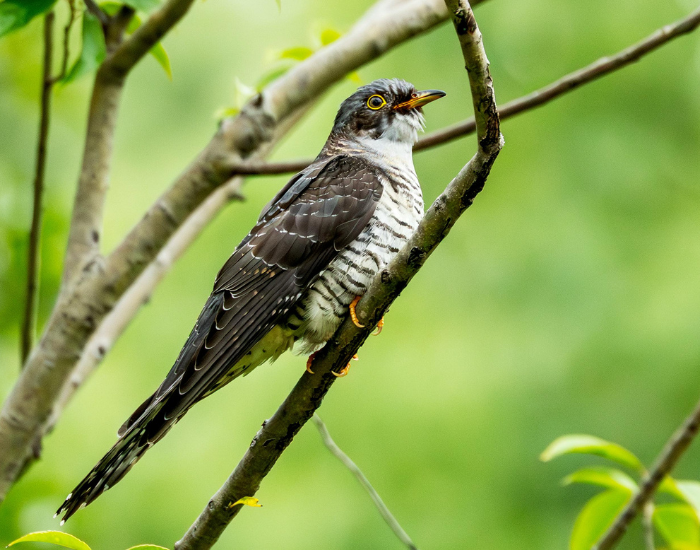 Common-Cuckoo-Cuculus-canorus.webp Common Cuckoo perched on a tree branch