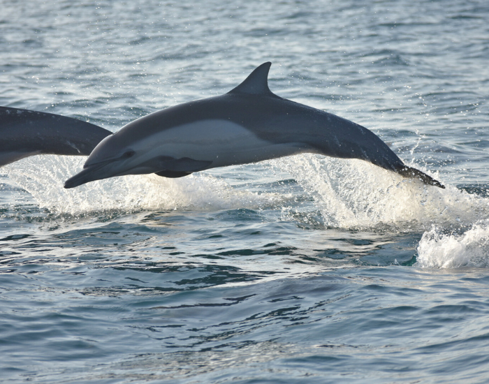 Common-Dolphin-Delphinus-delphis-in-oaxaca-photo-by-cesar-medina.webp Pantropical Spotted Dolphin jumping in the ocean
