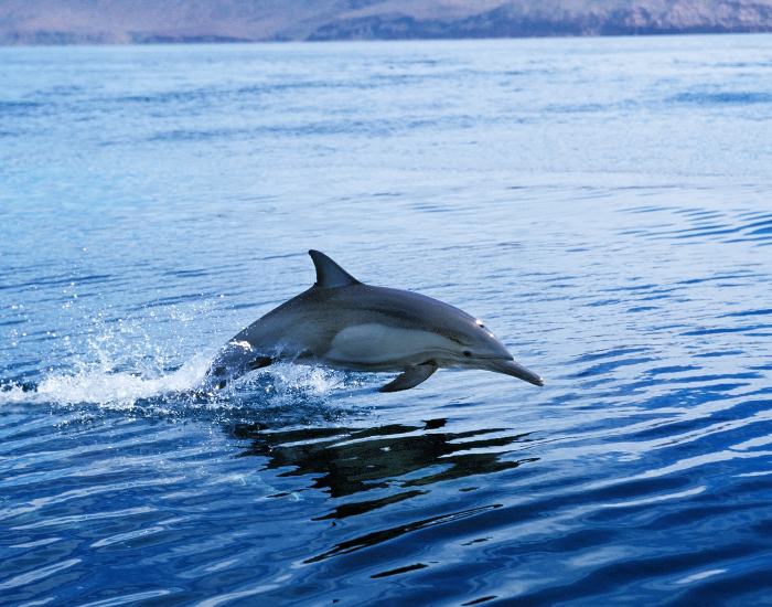 Common-Dolphin-Delphinus-delphis.webp Common Dolphin jumping