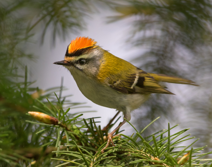 Common-Firecrest-Regulus-ignicapilla.webp Common Firecrest in its natural habitat