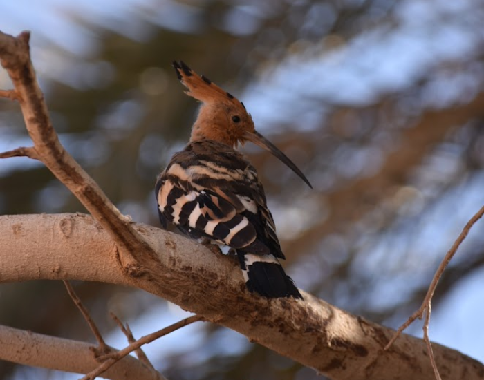 a Common Hoopoe perched on a tree during the day in abu simbel, a photo by cesar medina davila