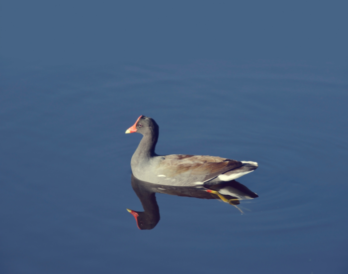 Common-Moorhen-Gallinula-chloropus.webp Common Moorhen swimming in a lake