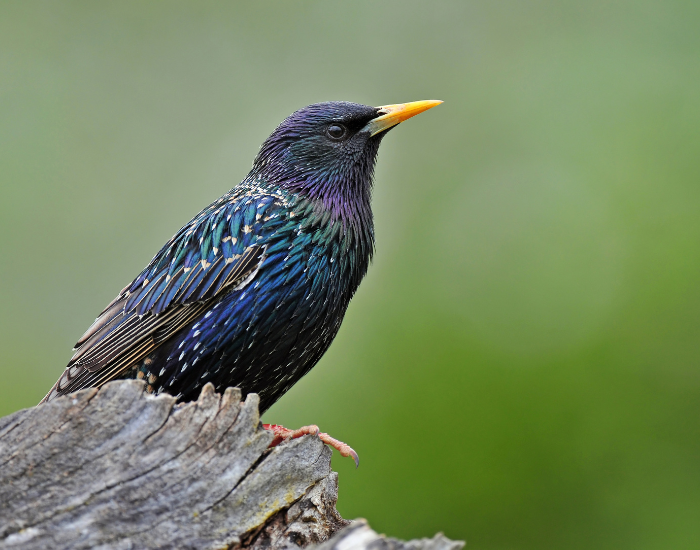 Common-Starling.webp Common Starling in the wild