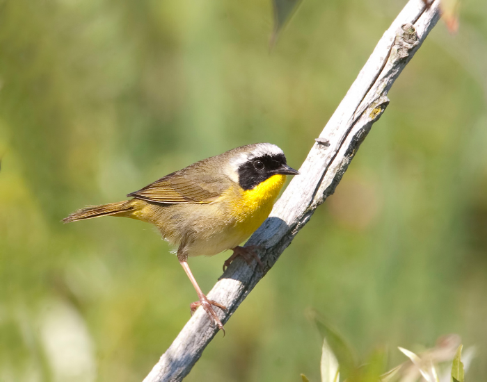 Common-Yellowthroat-Geothlypts-trichas.webp Common Yellowthroat perched on a tree branch