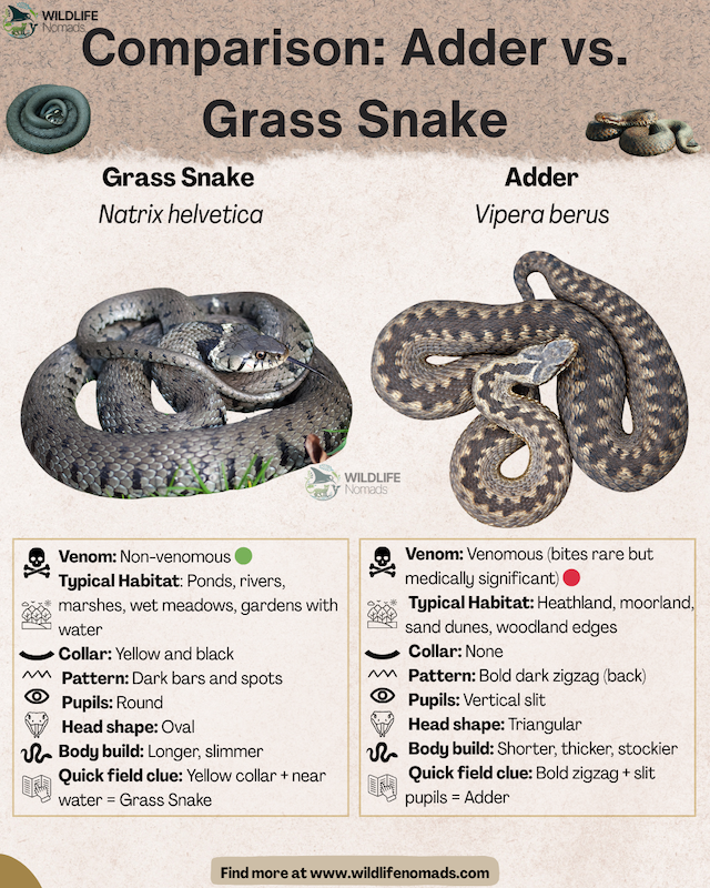 Comparison: Adder vs. Grass Snake infographic