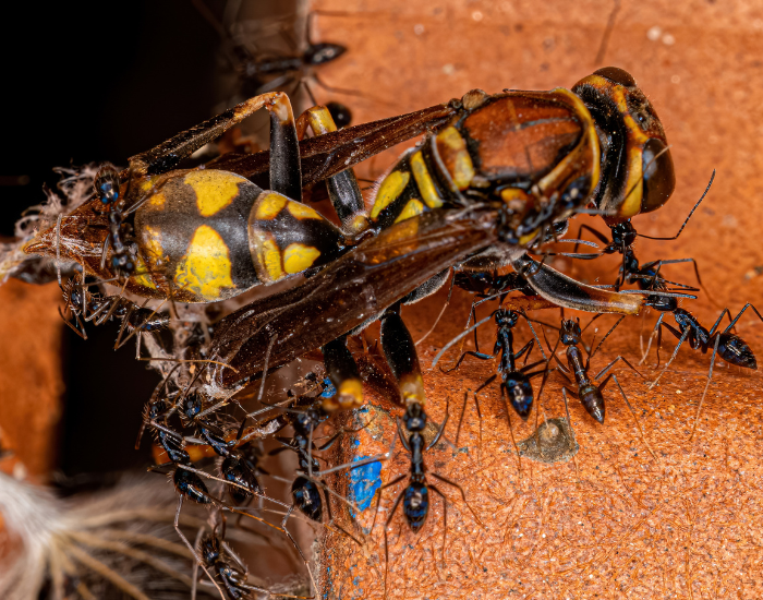 crazy ants carrying a dead wasp