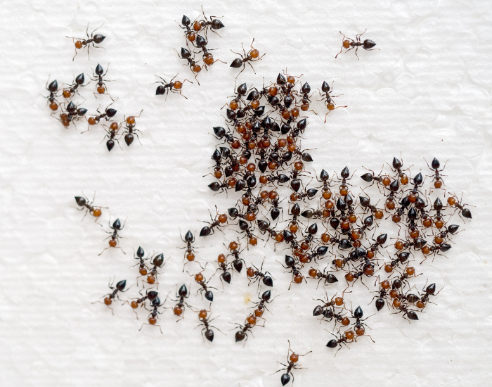 GROUP OF CREMATOGASTER