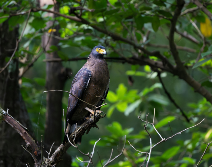 Crested-Serpent-Eagle-Spilornis-cheela.webp Crested Serpent Eagle perched on a tree in the wild