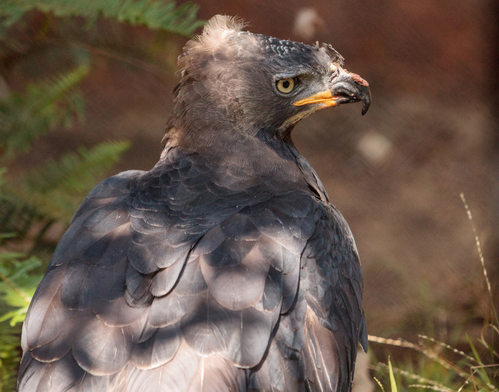 Crowned-Eagle-Stephanoaetus-coronatus.webp Crowned Eagle clos eup