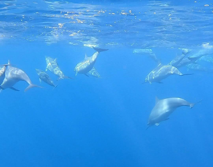 Dolphin-pod-in-amed-bali-photo-by-cesar-medina.webp pod of dolphins swimming underwater