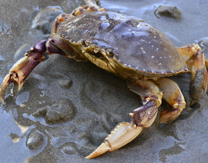 Dungeness-Crab-beach.webp Dungeness Crab on the beach