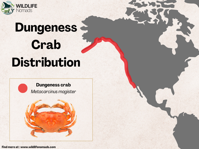 Dungeness-Crab-Distribution-map.webp Dungeness Crab Distribution map in north america from baja in Mexico to alaska