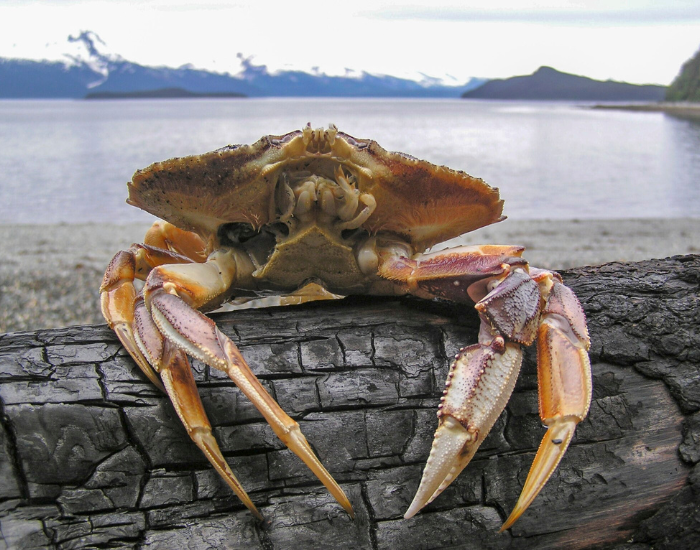 Dungeness-Crab-background.webp a dungeness crab close up with the ocean in the background