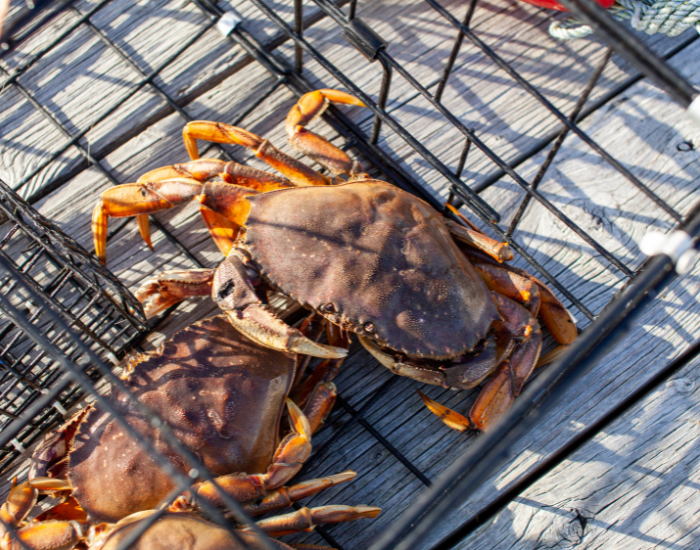 Dungeness-Crab-molt-Metacarcinus-magister-Dungeness-Crab.webp Dungeness Crab inside a crab trap