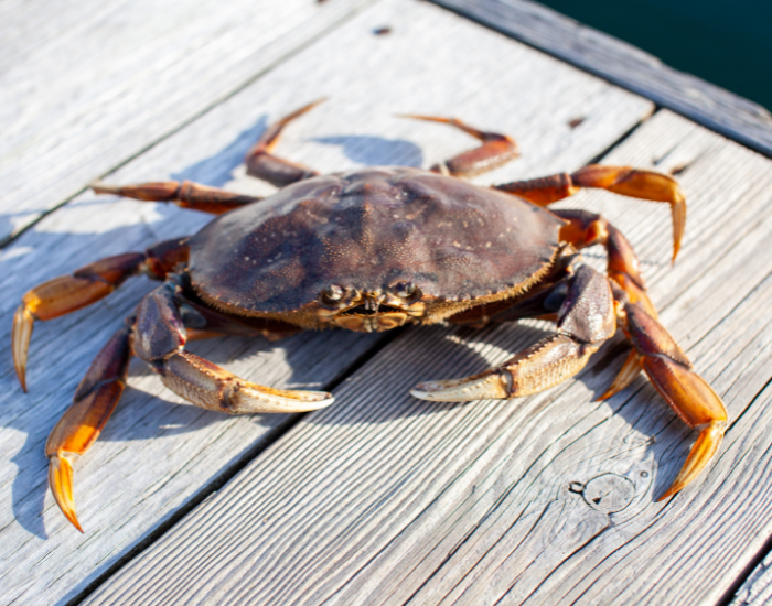 Dungeness-Crab-Metacarcinus-magister-Dungeness-Crab.webp Dungeness Crab on a wharf on a sunny day