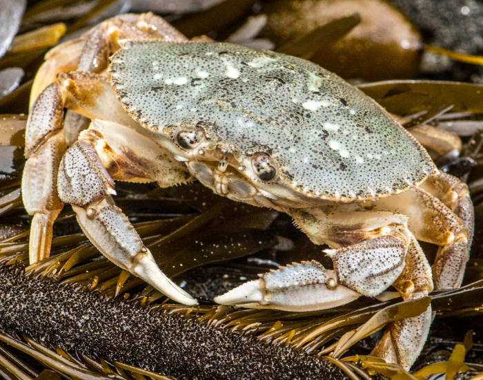 Dungeness-Crab.webp Dungeness Crab close up