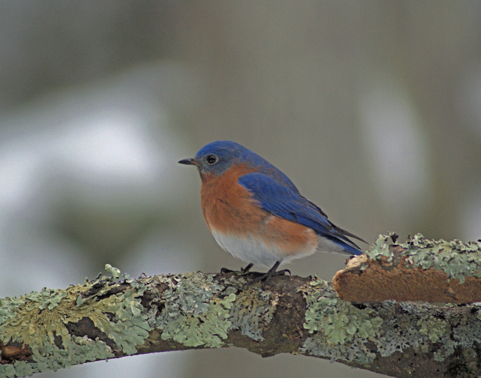 Eastern-Bluebird-Sialia-sialis.webp Eastern Bluebird on a tree branch