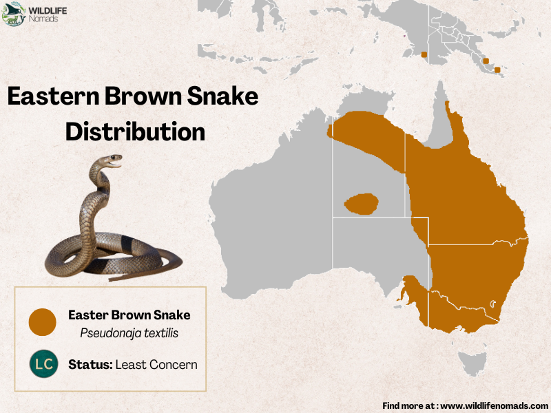 Eastern-Brown-Snake-Distribution-map-in-australia.webp Eastern Brown Snake Distribution