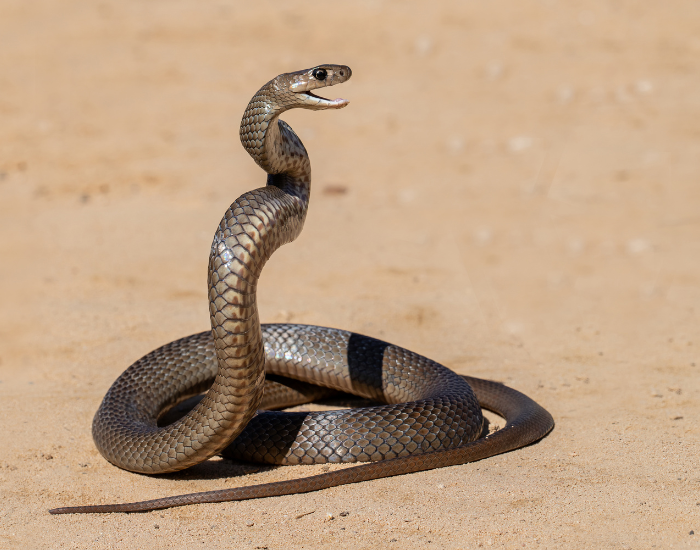 Eastern-brown-snake-2.webp eastern brown snake in s shape demonstrating a defensive behaviour