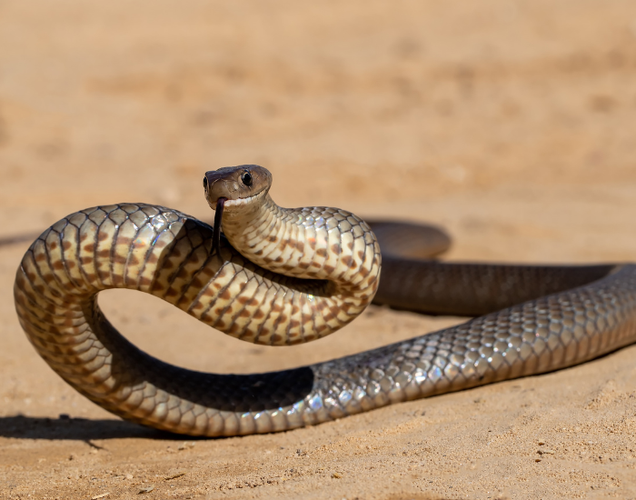 Eastern-brown-snake-3.webp eastern brown snake on the ground