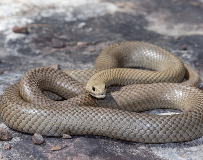 Eastern-brown-snake-4.webp eastern brown snake clos eup