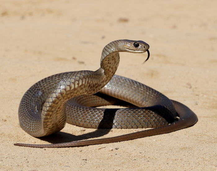 eastern brown snake on the ground