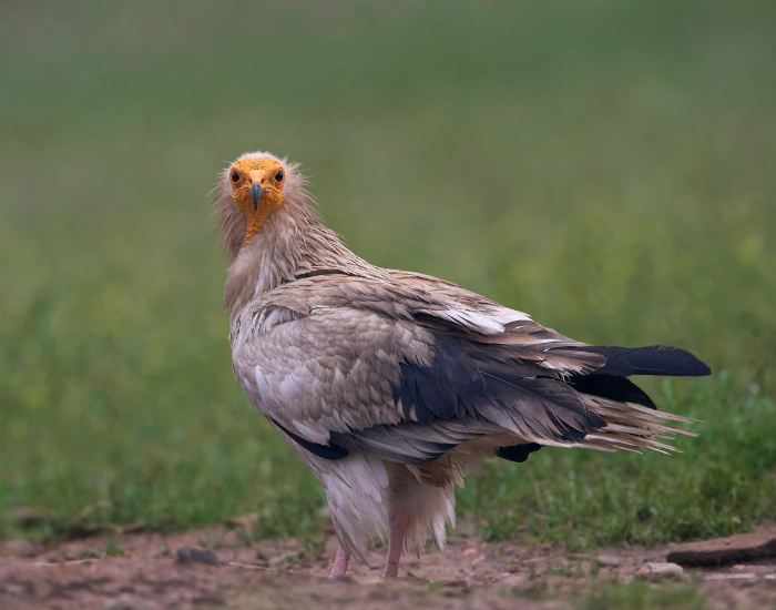 Egyptian Vulture standing on the ground in the wild