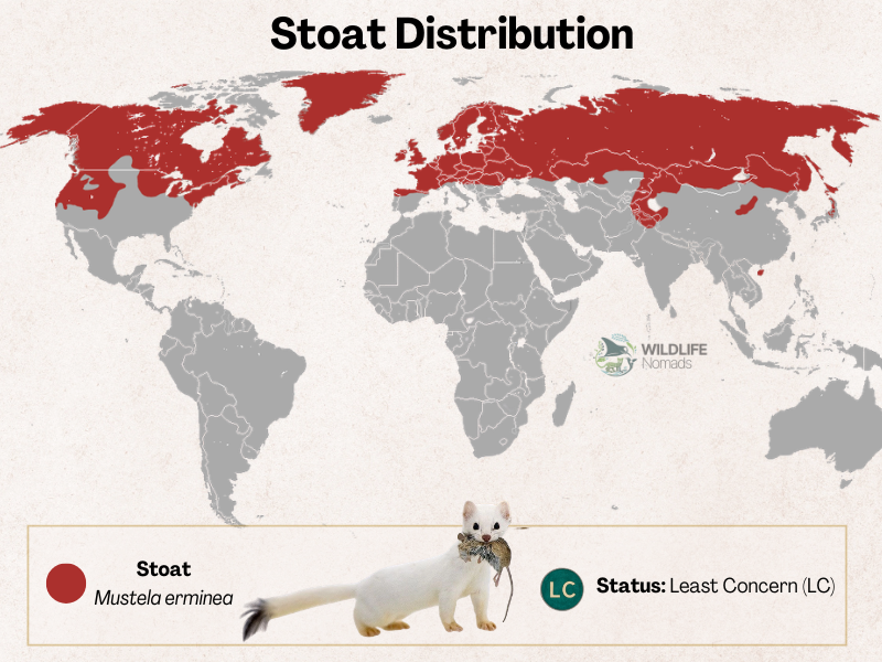 Ermine-Stoat-Distribution.webp a map showing the distribution of the ermine species in the northern hemisphere
