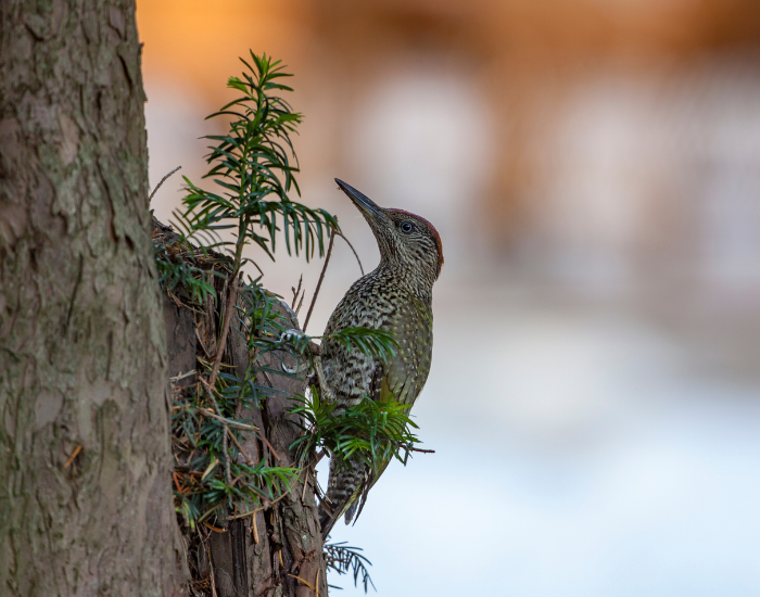 Eurasian-Green-Woodpecker-Picus-viridis.webp Eurasian Green Woodpecke perched on a tree