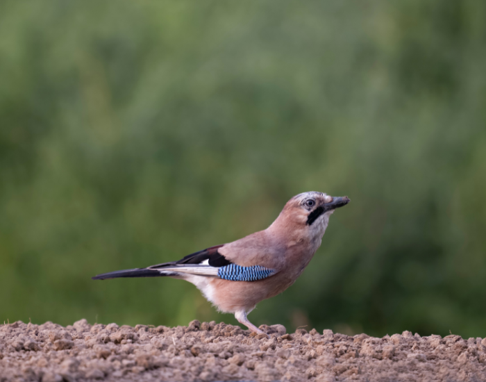 Eurasian-Jay-Garrulus-glandarius.webp Eurasian Jay stabding over ground