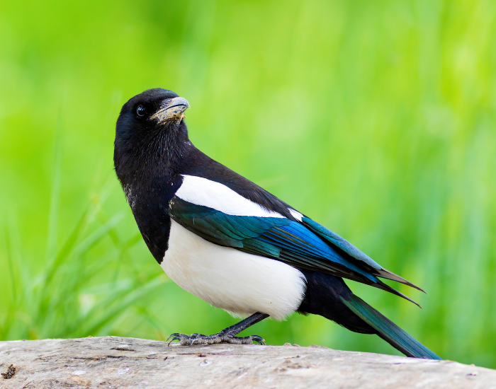 Eurasian-Magpie-Pica-pica.webp Eurasian Magpie close up