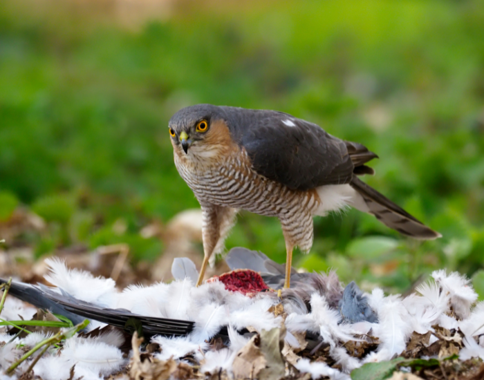 Eurasian-Sparrowhawk-Accipiter-nisus.webp Eurasian Sparrowhawk in the wild