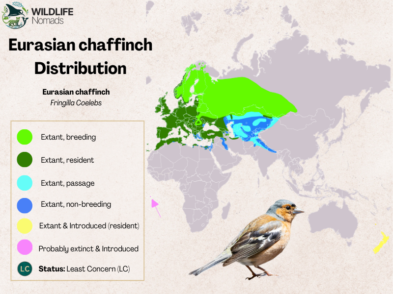 Eurasian-chaffinch-Distribution-map-in-europe.webp Eurasian chaffinch Distribution map in europe and eurasia