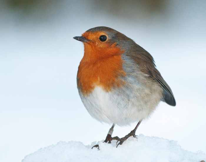 European-Robin-Erithacus-rubecula.webp a clos eup of an european robin