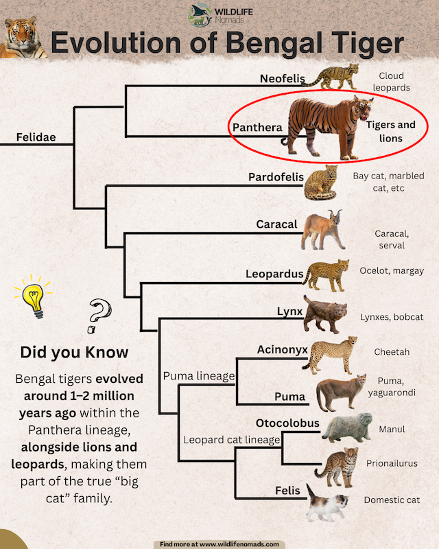 Evolution-of-Bengal-Tiger-infographic.webp Evolution of Bengal Tiger infographic