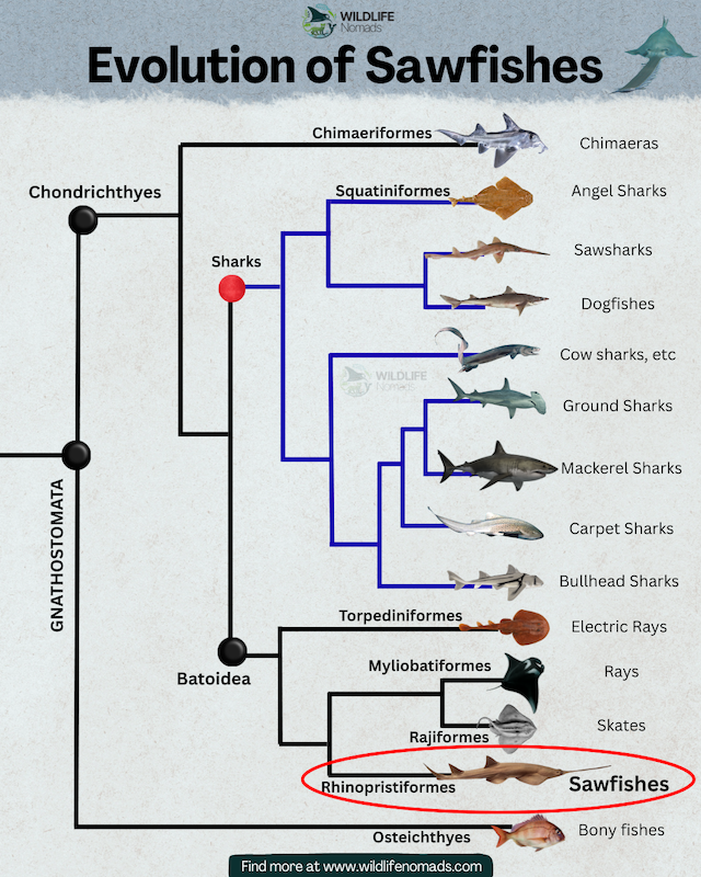Evolution of Sawfishes infographic