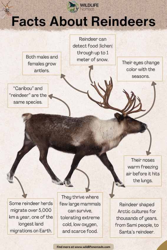 Facts-About-Reindeers-Caribous-by-wildlife-nomads.webp Facts About Reindeers infographic